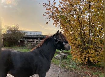 Galés B, Caballo castrado, 4 años, 124 cm