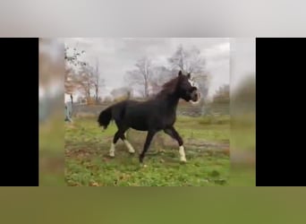 Galés B, Caballo castrado, 4 años, 124 cm