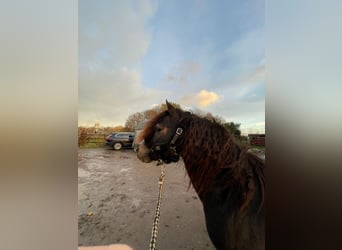 Galés B, Caballo castrado, 4 años, 124 cm