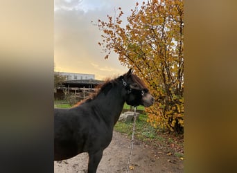 Galés B, Caballo castrado, 4 años, 124 cm