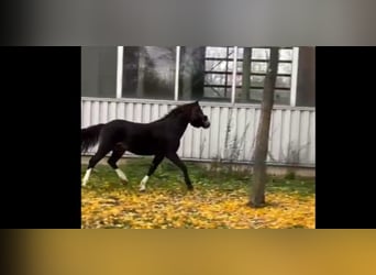 Galés B, Caballo castrado, 4 años, 124 cm