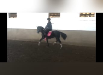 Galés B, Caballo castrado, 4 años, 124 cm