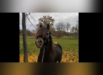 Galés B, Caballo castrado, 4 años, 124 cm