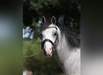 Galés B, Caballo castrado, 4 años, 125 cm, Tordo