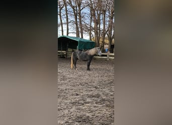 Galés B Mestizo, Caballo castrado, 4 años, 126 cm