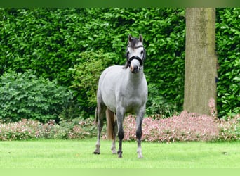 Galés B, Caballo castrado, 4 años, 126 cm, Tordo