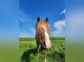 Galés B, Caballo castrado, 4 años, 127 cm, Alazán