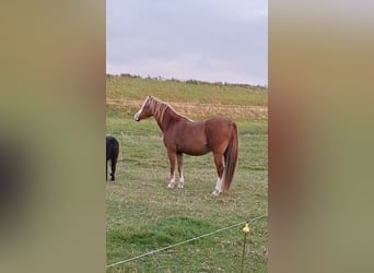 Galés B, Caballo castrado, 4 años, 127 cm, Alazán