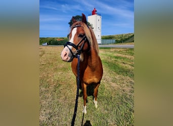 Galés B, Caballo castrado, 4 años, 127 cm, Alazán