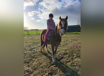 Galés B, Caballo castrado, 4 años, 127 cm, Alazán