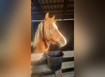 Galés B, Caballo castrado, 4 años, 127 cm, Alazán