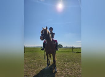 Galés B, Caballo castrado, 4 años, 127 cm, Alazán