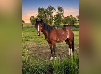 Galés B, Caballo castrado, 4 años, 128 cm, Rabicano