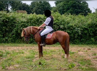 Galés B, Caballo castrado, 4 años, 129 cm, Alazán