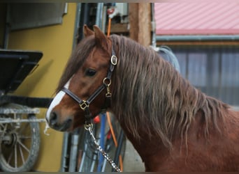 Galés B, Caballo castrado, 4 años, 129 cm, Alazán
