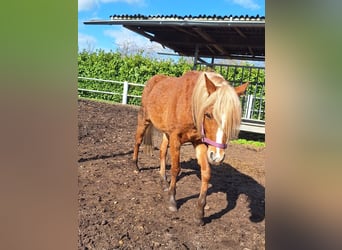 Galés B, Caballo castrado, 4 años, 130 cm, Alazán