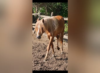 Galés B, Caballo castrado, 4 años, 130 cm, Alazán