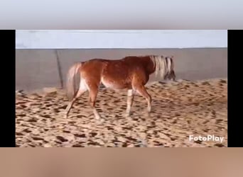 Galés B, Caballo castrado, 4 años, 130 cm, Alazán