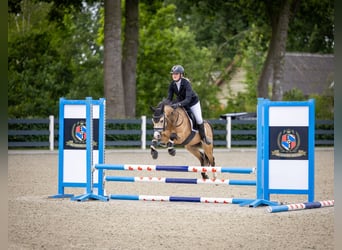 Galés B, Caballo castrado, 4 años, 132 cm, Buckskin/Bayo