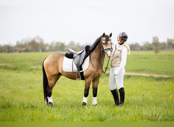 Galés B, Caballo castrado, 4 años, 132 cm, Buckskin/Bayo