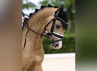 Galés B, Caballo castrado, 4 años, 132 cm, Buckskin/Bayo