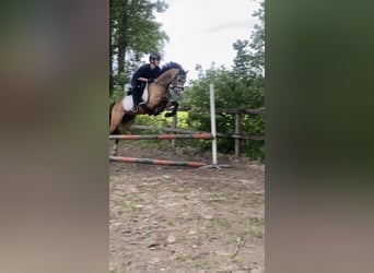 Galés B, Caballo castrado, 4 años, 132 cm, Buckskin/Bayo