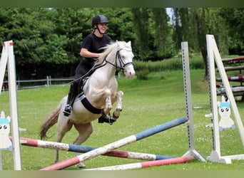 Galés B, Caballo castrado, 4 años, 132 cm, Cremello