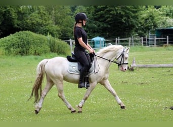 Galés B, Caballo castrado, 4 años, 132 cm, Cremello
