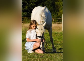 Galés B, Caballo castrado, 4 años, 132 cm, Cremello