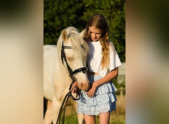 Galés B, Caballo castrado, 4 años, 132 cm, Cremello