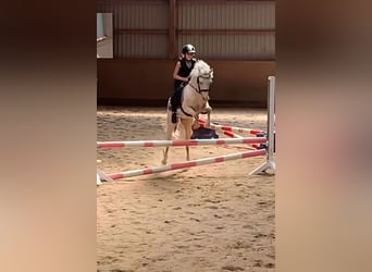 Galés B, Caballo castrado, 4 años, 132 cm, Cremello