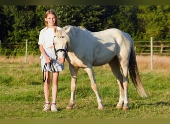 Galés B, Caballo castrado, 4 años, 132 cm, Cremello