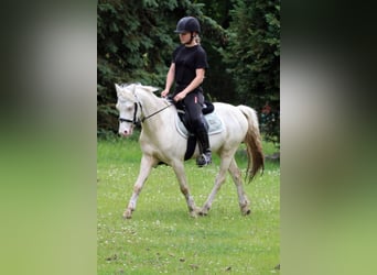 Galés B, Caballo castrado, 4 años, 132 cm, Cremello