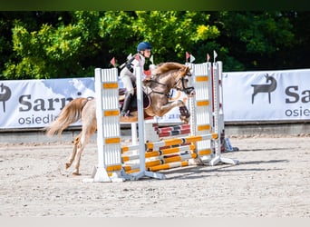 Galés B, Caballo castrado, 4 años, 132 cm, Sabino