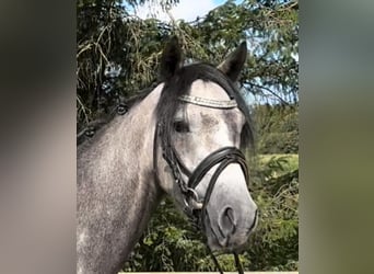 Galés B, Caballo castrado, 4 años, 132 cm, Tordo