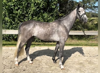 Galés B, Caballo castrado, 4 años, 132 cm, Tordo