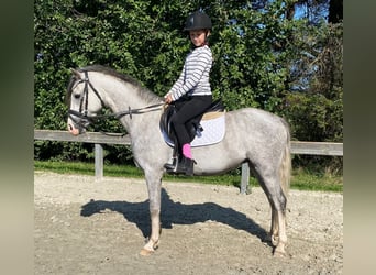 Galés B, Caballo castrado, 4 años, 132 cm, Tordo