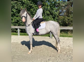 Galés B, Caballo castrado, 4 años, 132 cm, Tordo