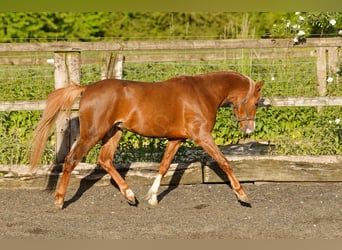 Galés B, Caballo castrado, 4 años, 135 cm, Alazán