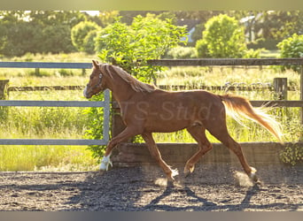 Galés B, Caballo castrado, 4 años, 135 cm, Alazán