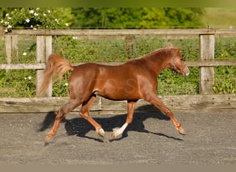 Galés B, Caballo castrado, 4 años, 135 cm, Alazán