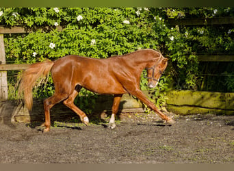 Galés B, Caballo castrado, 4 años, 135 cm, Alazán