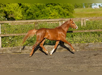 Galés B, Caballo castrado, 4 años, 135 cm, Alazán