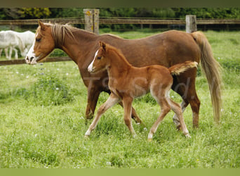 Galés B, Caballo castrado, 4 años, 135 cm, Alazán