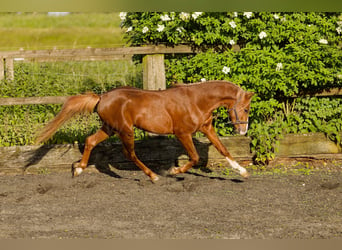 Galés B, Caballo castrado, 4 años, 135 cm, Alazán