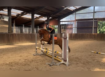 Galés B, Caballo castrado, 4 años, 135 cm, Alazán