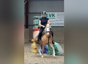 Galés B, Caballo castrado, 4 años, 135 cm, Palomino