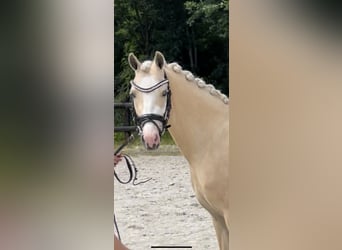 Galés B, Caballo castrado, 4 años, 135 cm, Palomino