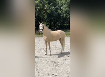 Galés B, Caballo castrado, 4 años, 135 cm, Palomino