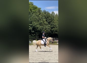 Galés B, Caballo castrado, 4 años, 135 cm, Palomino